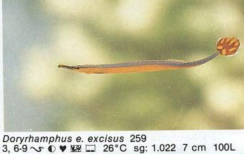 Doryrhampus excisus